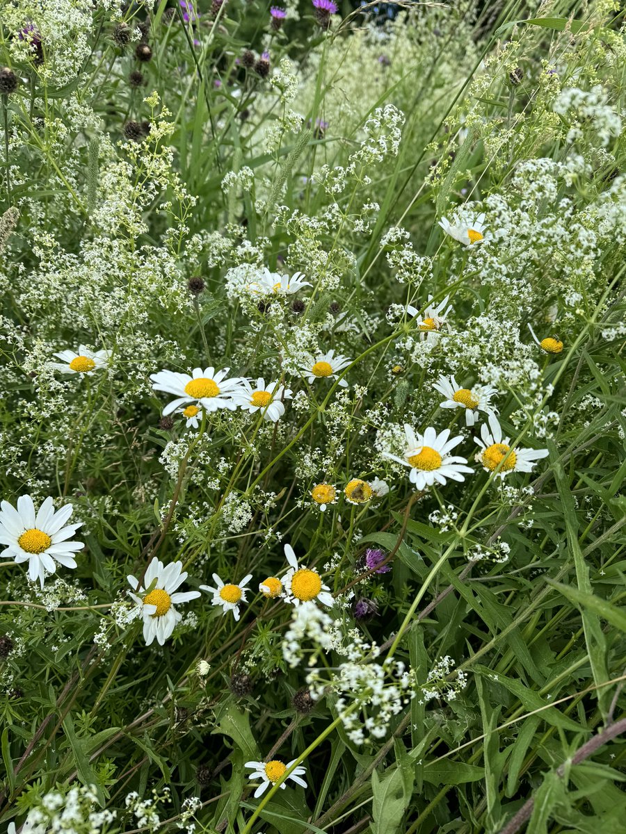MowmacreHillPrimary (@mowmacrehill) on Twitter photo Our wild flower meadow is looking great and perfect for our Mowmacre Hill ๐ ๐๐- we ensure that through the Spring & Summer our bees have the perfect environment. All part of our Mowmacre Family <a href="/vicki_ann_68/">vicki-ann peacock</a> Our wild flower meadow is looking great and perfect for our Mowmacre Hill ๐ ๐๐- we ensure that through the Spring & Summer our bees have the perfect environment. All part of our Mowmacre Family <a href="/vicki_ann_68/">vicki-ann peacock</a>
