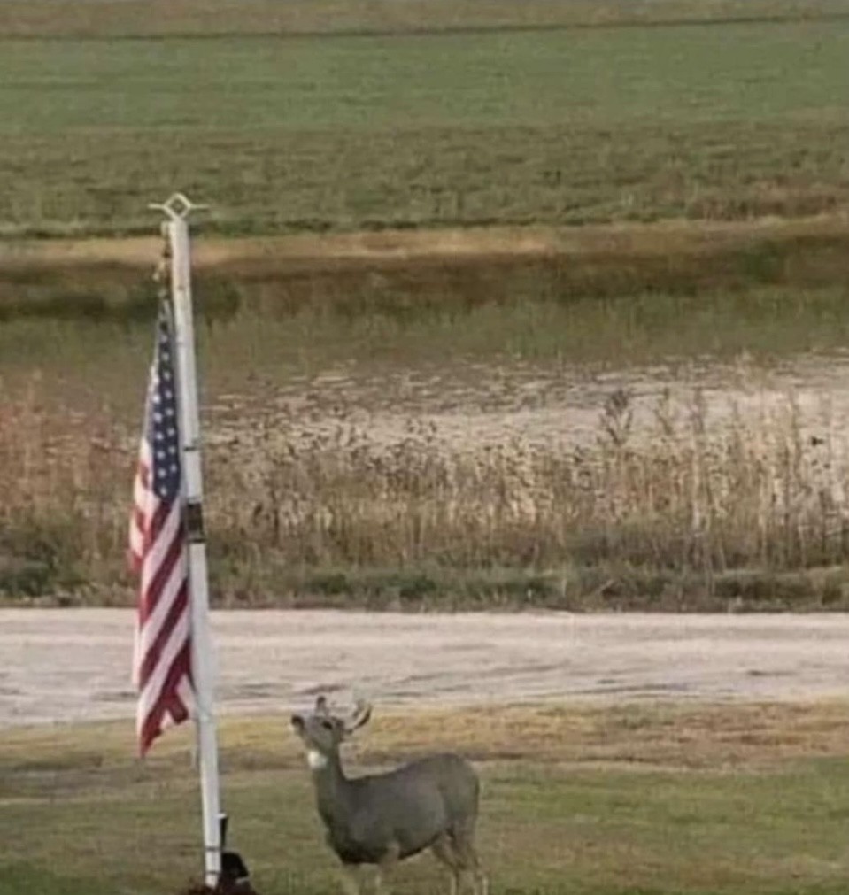 SPORTSMANchnl's tweet photo. You know it's the forth of July when the deer are showing their respect.
Happy Independence Day America!
#ITSINOURBLOOD #HappyforthofJuly #Happy4thofJuly #IndependenceDay #America #hunting #freedom #deer #whitetail https://t.co/FL2LQjVYqg