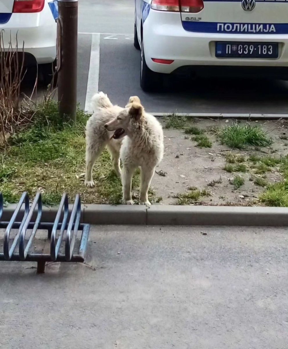 Djole_dog's tweet photo. Jedan divan primer koji želimo glasno da pohvalimo! 🍀 Pripadnici Ministarstva unutrašnjih poslova u Ulici Pavla Papa u Novom Sadu, napravili su kućicu za pse, redovno ih hrane i vode računa o njima. 🙏🏻❤️

Tako se to radi. Bravo ljudi! 👏🏻

Fotografije: MUP Srbije https://t.co/zzG6pDrlXd