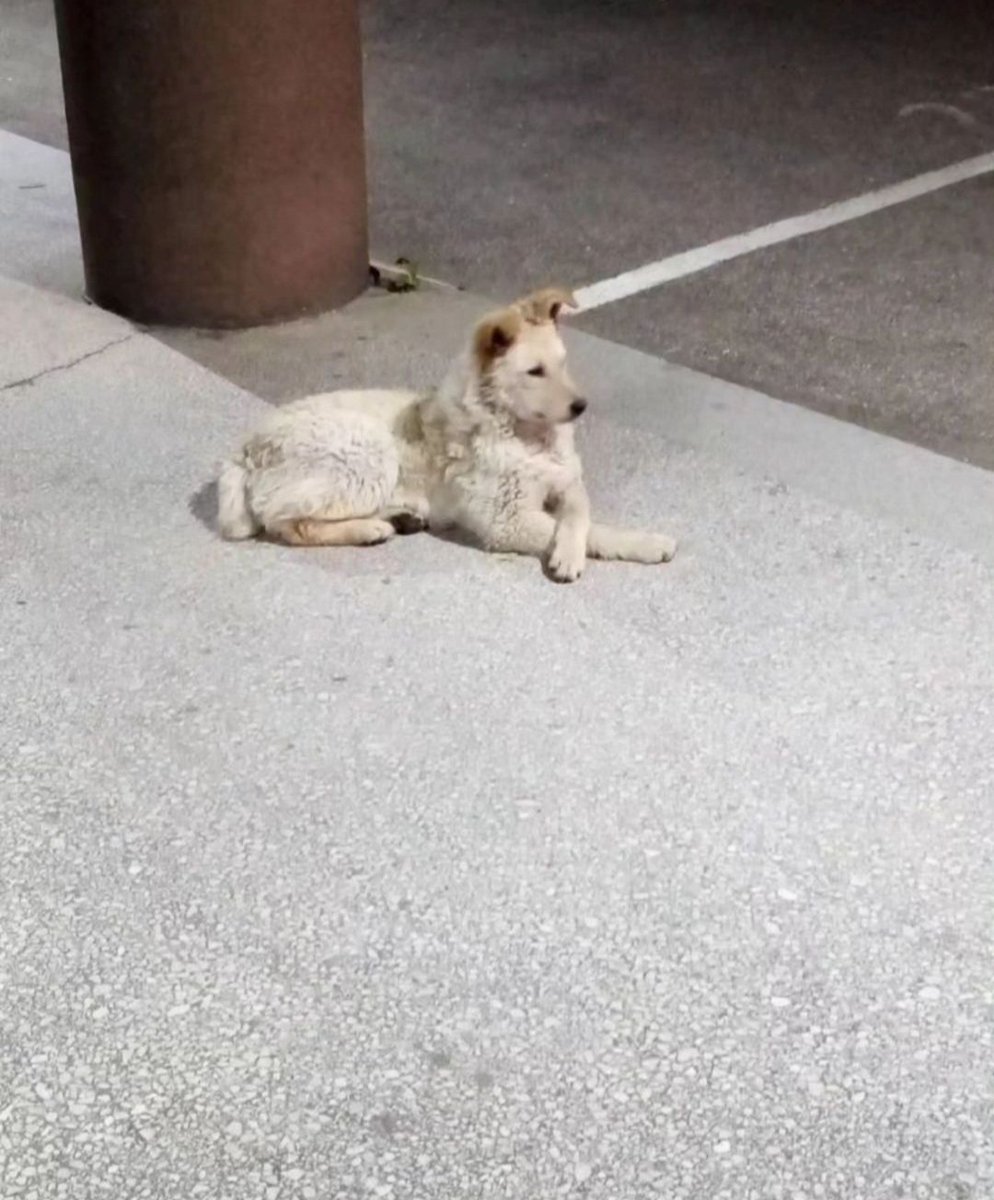 Djole_dog's tweet photo. Jedan divan primer koji želimo glasno da pohvalimo! 🍀 Pripadnici Ministarstva unutrašnjih poslova u Ulici Pavla Papa u Novom Sadu, napravili su kućicu za pse, redovno ih hrane i vode računa o njima. 🙏🏻❤️

Tako se to radi. Bravo ljudi! 👏🏻

Fotografije: MUP Srbije https://t.co/zzG6pDrlXd