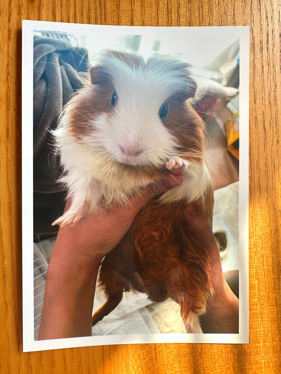 今日はソフィが虹の橋を渡りました。
沢山の感謝と愛を伝えました。
さみしいけれど私はソフィに
天国に行って幸せになってほしい。
これが私ができるさいごの応援です。
セレモニーを終え、空を見ると彼の
大きな笑顔の表情があったんです！
ソフィやっぱりあなたはすごい人だよ
本当にありがとう…！