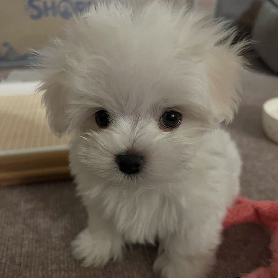 jolly (@bluupilled) on Twitter photo 