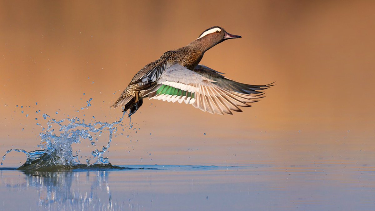 Vittoria!🎉 
Tutti gli emendamenti a favore della caccia al Decreto Agricoltura (tranne due sui cinghiali) sono stati bocciati o ritirati. 
NO caccia a febbraio
NO caccia 7 giorni su 7
NO richiami vivi
Grazie a chi ha sostenuto le petizioni
Ora lavoriamo per #StopLeggeBruzzone