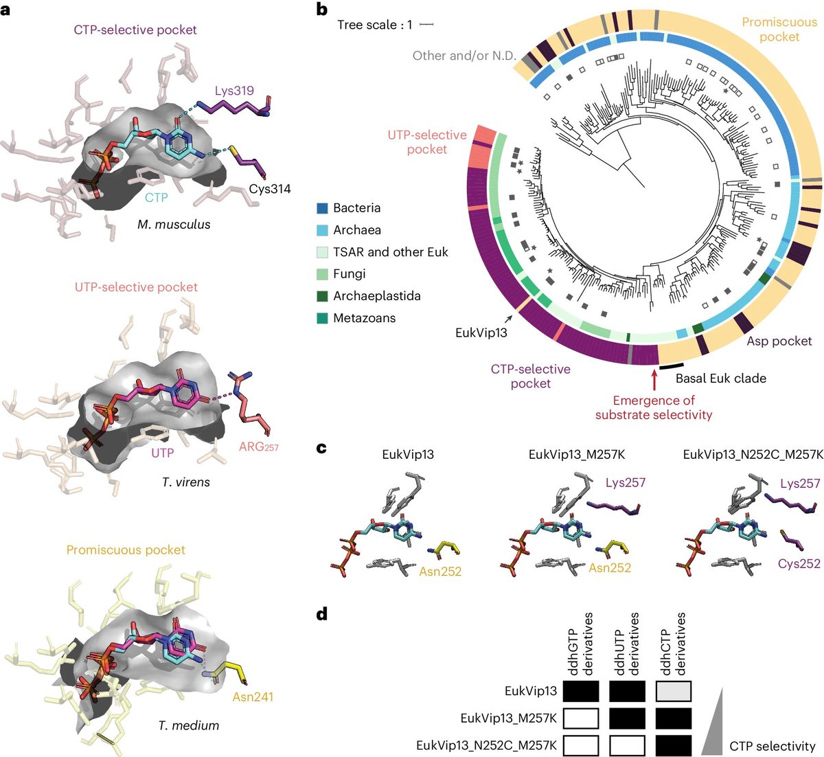 Viperin immunity evolved across the tree of life through serial innovations on a conserved scaffold rdcu.be/dMJJd