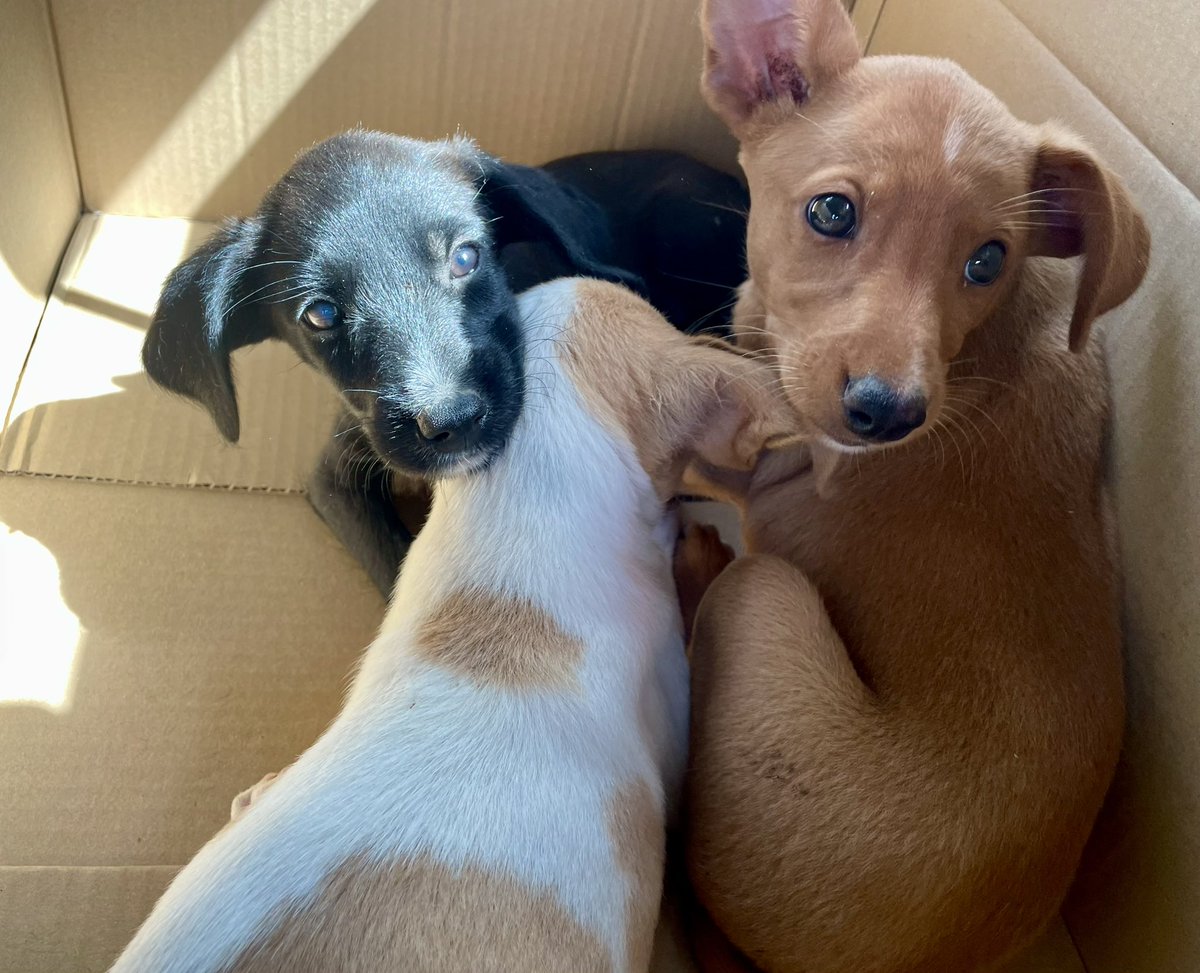 Fueron encontrados en una acequia (hablo de la Región de Murcia, obviamente) y se han convertido en mis huéspedes vacacionales. 

Buscamos adoptantes responsables, aquí o en Madrid, porque no nos los podemos quedar in aeternum. :’-(