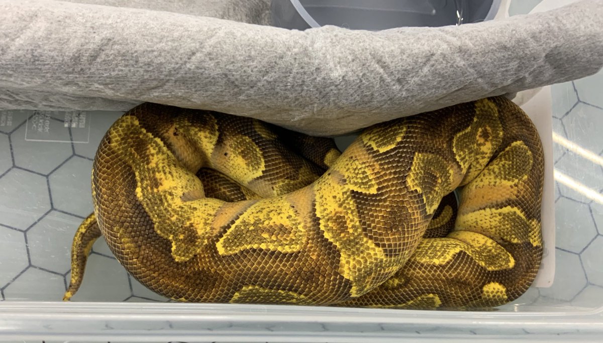 BMMorphsJapan's tweet photo. Clutch #2
Black Head (Super?) Enchi YB ♂
Pinstripe Piebald ♀
6🥚
ブラックヘッドは1匹だけか〜…
#ボールパイソン
#ballpython
#hetarmy
#ballgame
#ballin’
#recessivemorphs https://t.co/qsi2vFpDXS