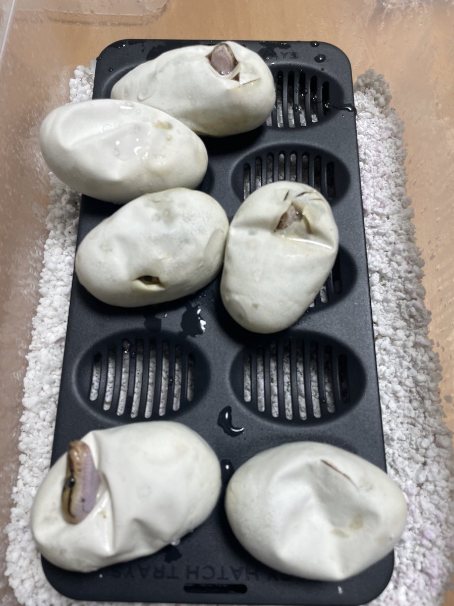 BMMorphsJapan's tweet photo. Clutch #2
Black Head (Super?) Enchi YB ♂
Pinstripe Piebald ♀
6🥚
ブラックヘッドは1匹だけか〜…
#ボールパイソン
#ballpython
#hetarmy
#ballgame
#ballin’
#recessivemorphs https://t.co/qsi2vFpDXS