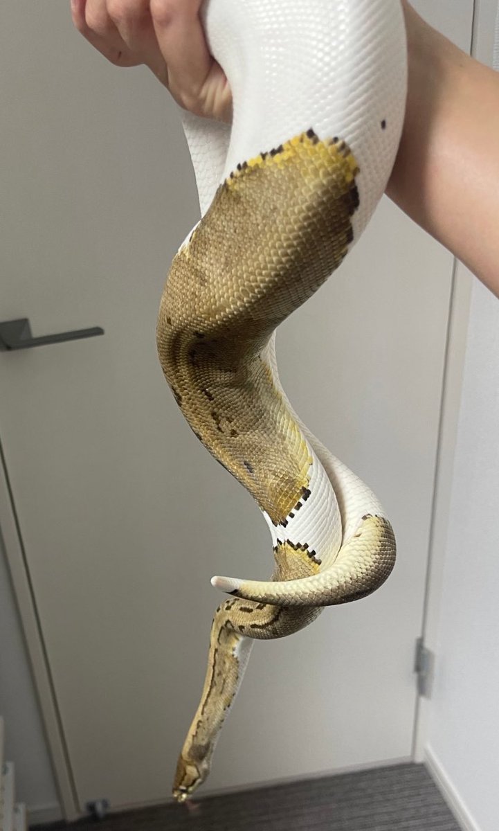 BMMorphsJapan's tweet photo. Clutch #2
Black Head (Super?) Enchi YB ♂
Pinstripe Piebald ♀
6🥚
ブラックヘッドは1匹だけか〜…
#ボールパイソン
#ballpython
#hetarmy
#ballgame
#ballin’
#recessivemorphs https://t.co/qsi2vFpDXS