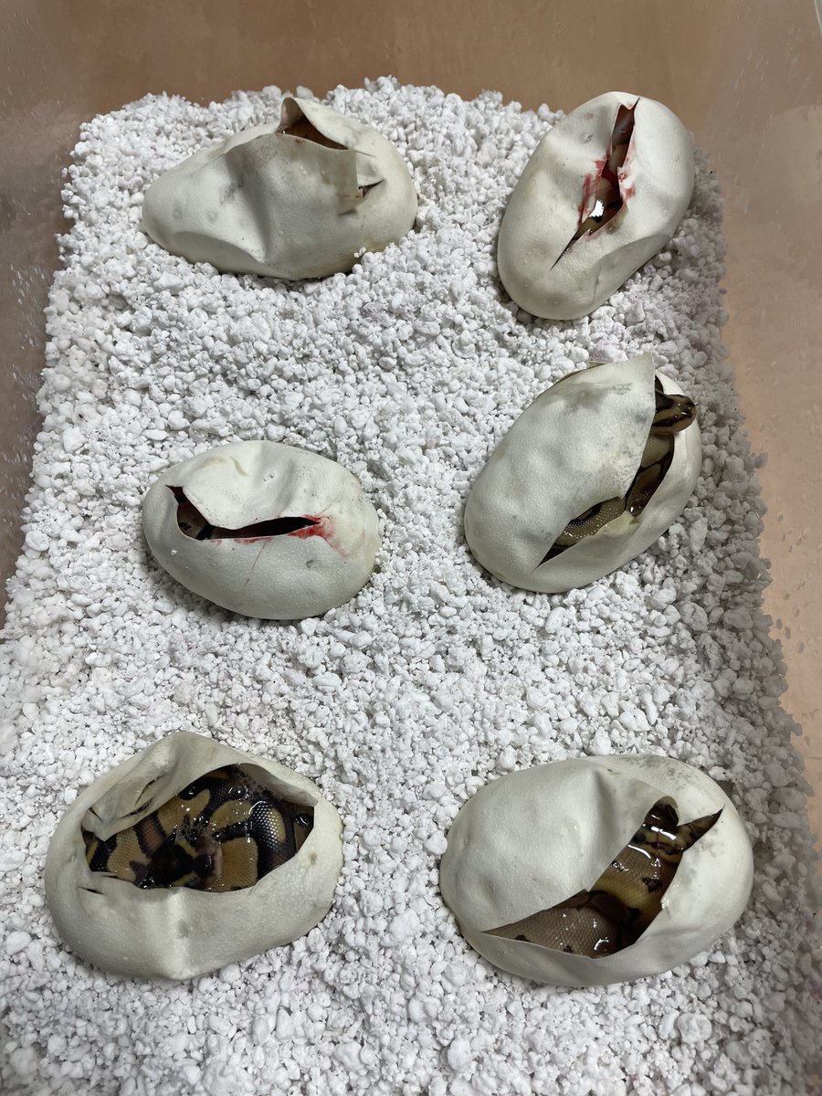 BMMorphsJapan's tweet photo. Clutch #2
Black Head (Super?) Enchi YB ♂
Pinstripe Piebald ♀
6🥚
ブラックヘッドは1匹だけか〜…
#ボールパイソン
#ballpython
#hetarmy
#ballgame
#ballin’
#recessivemorphs https://t.co/qsi2vFpDXS