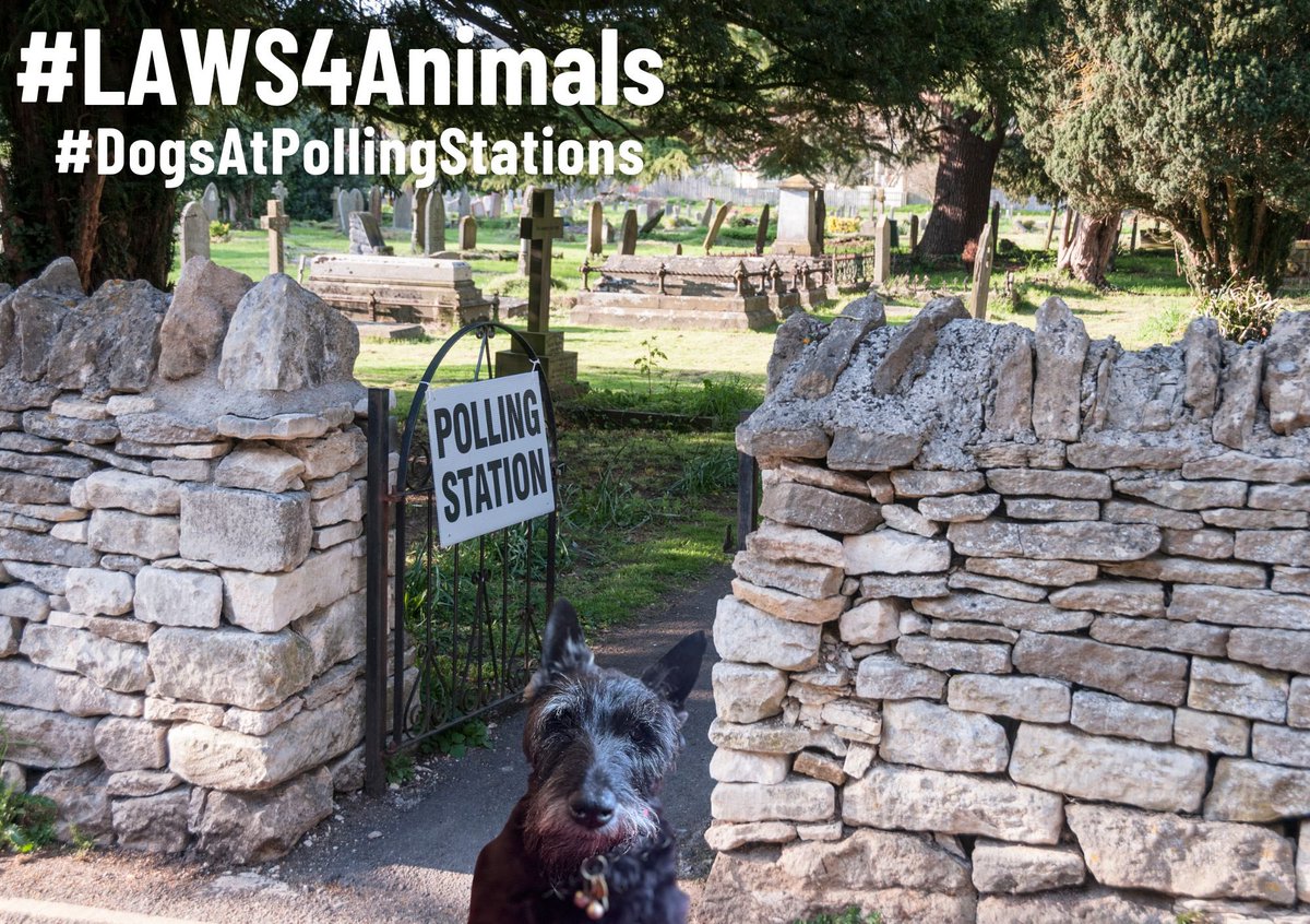 Labour4Animals's tweet photo. Scottie has voted for #LAWS4Animals 🐾 ❤️
Tag us with your #DogsAtPollingStations we’ll share / repost / RT
#GE2024 #StopSickHunts 🩸🔚 #TotalHuntBanNow 🦊 #BanTrophyHunting 🦁 https://t.co/zKYZ9iFUp7