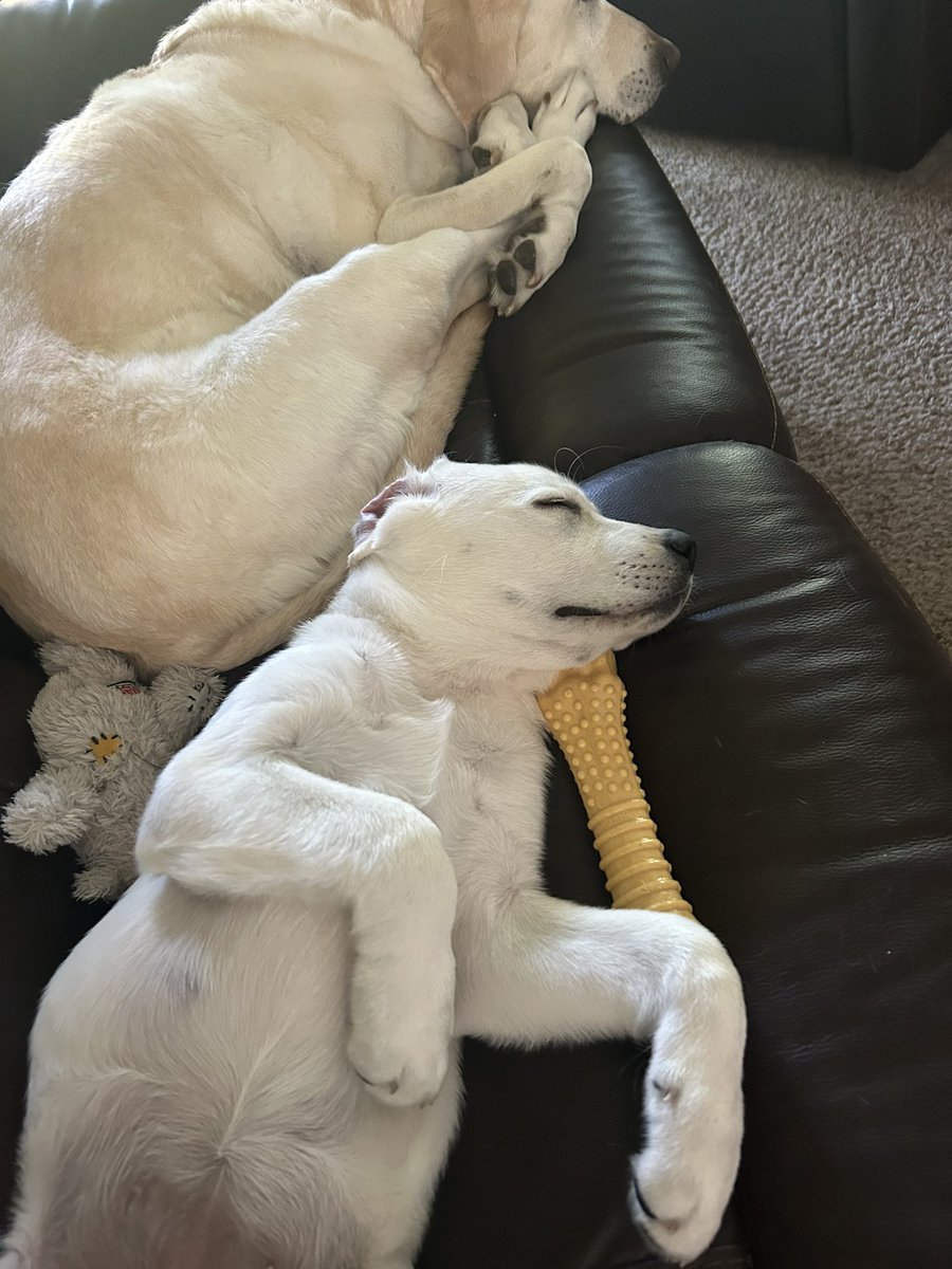 New addition to our family. Her name is Rosie and she is a fantastic little lab🤗
