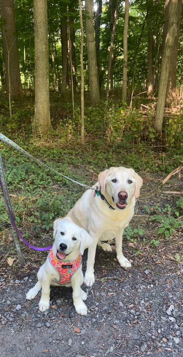 cthorius25's tweet photo. New addition to our family. Her name is Rosie and she is a fantastic little lab🤗 https://t.co/RK92b8xJKt