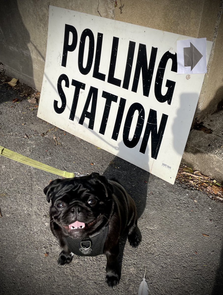 PaddysPage's tweet photo. Hey everypawdy in the UK! Don’t forget to vote today! #dogsatpollingstations #ukelection ##dogsofx #puglife https://t.co/kMEnTlCSzf