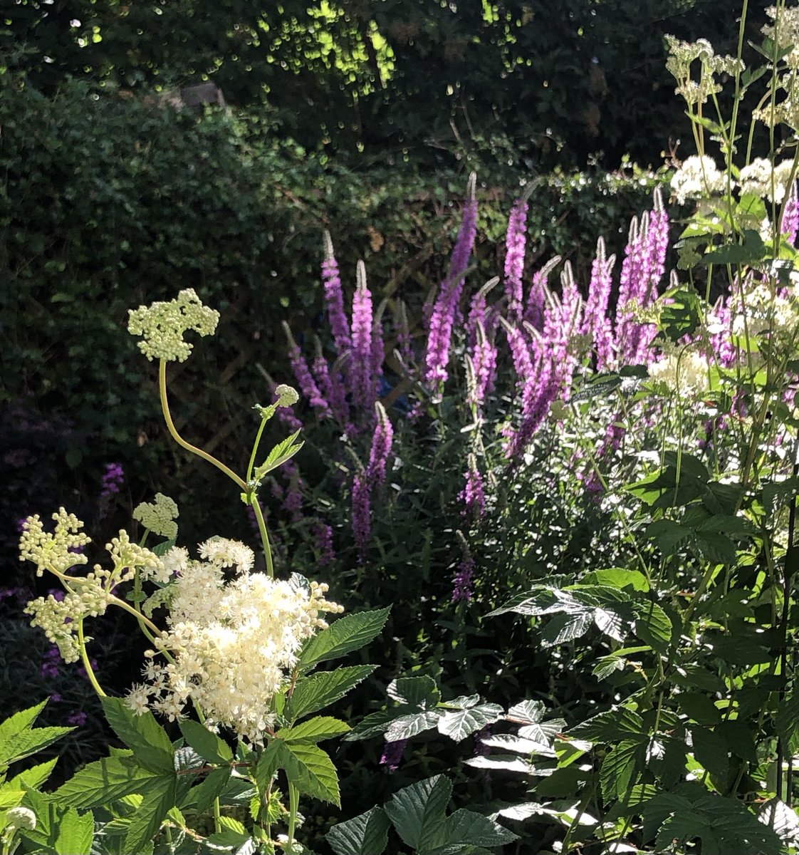Meadowsweet, purple loosestrife, Tories out.