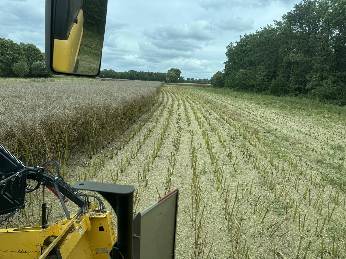 Master_BT's tweet photo. Début des moissons de colza en Charente (16) #ACS
Ici nous sommes dans du colza semé à 75cm au monograine à 19 grains sur ligne de Striptill. 
✅ Ferti organique
Le résultat semble être au rdv au vu de l’année 🙏 https://t.co/kC7qJDQIOO