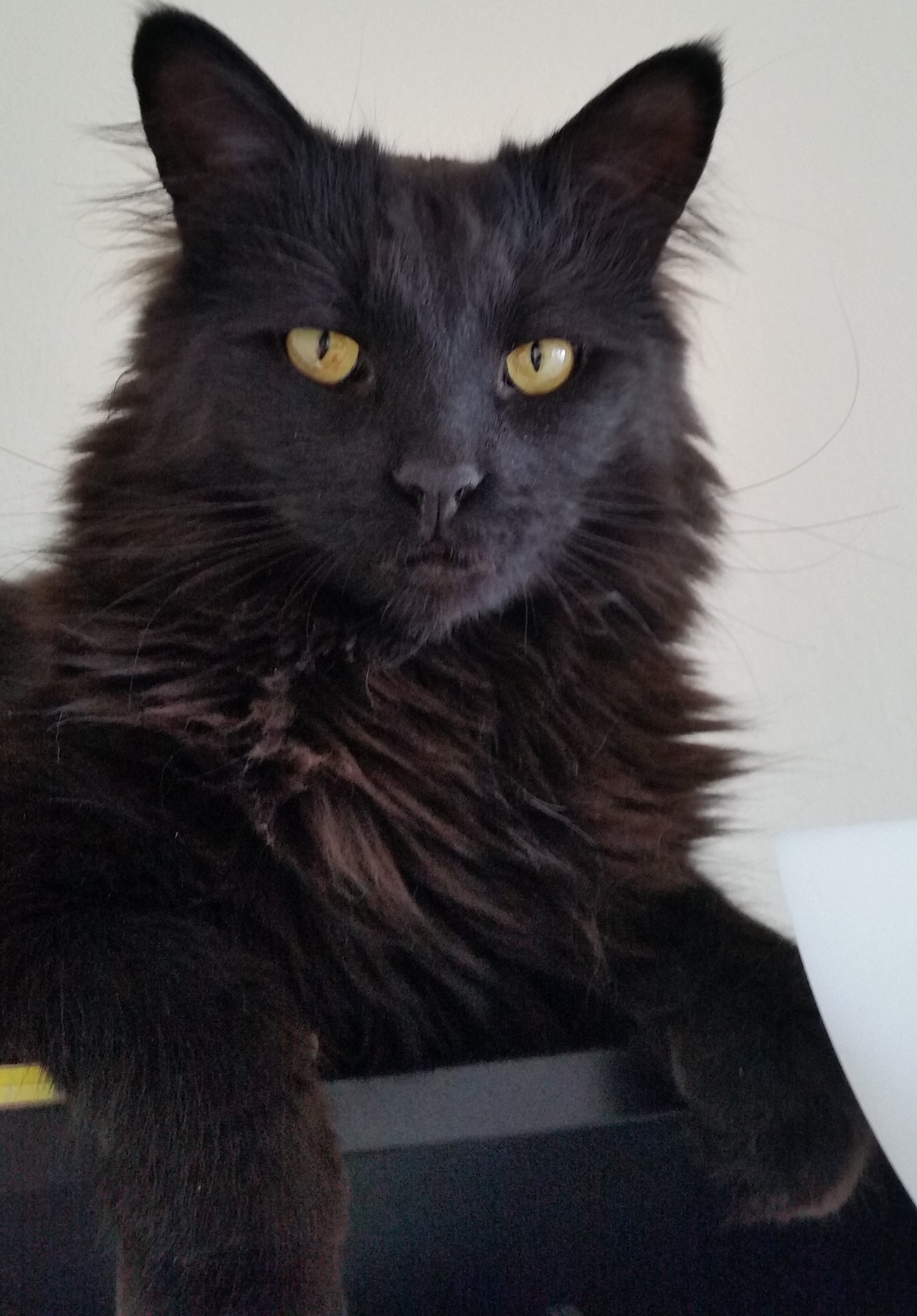 My cat of 9 years passed away unexpectedly last night. So sad now. Thought sharing might help. Anyone with pets, please cherish every moment with them. RIP Habby. https://t.co/u3d5C5wrgi