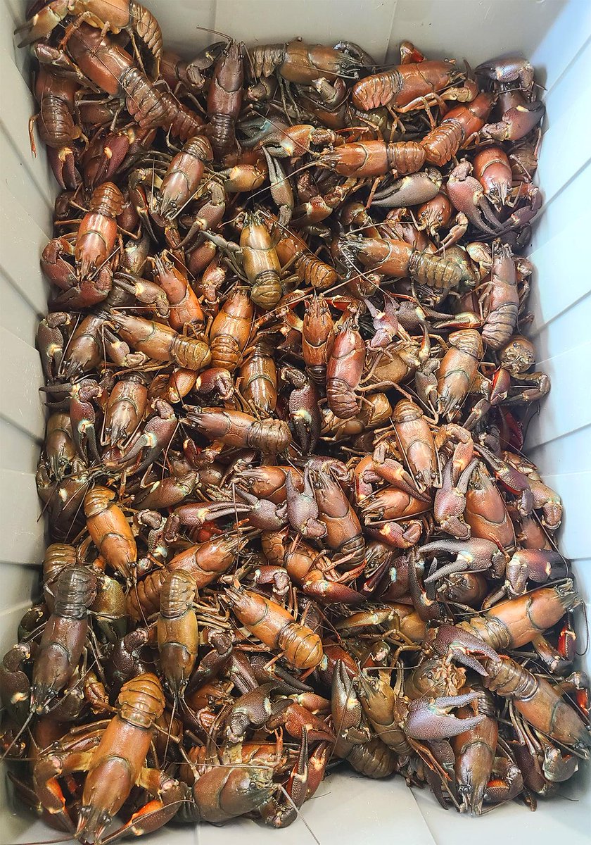 Happy 4th of July! We will be open today and the holiday weekend. We've got lots of goodies and specials. Perfect for them seafood boils.

• Dungeness Crab
• Manila Clams
• Oysters In The Shell and Shucked Oyster Meats
• Crawfish
• Maine Lobster
• Spot Prawns
• And more!