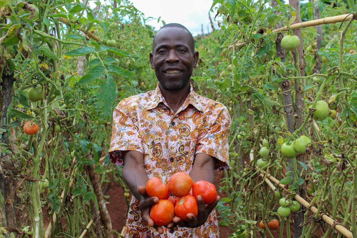 aid_church's tweet photo. We are delighted by the success of Mlichi Incubator in Mhuju EPA, selling their products to Nkhatabay and Mzuzu! Their collective marketing strategy &amp; sustainable farming methods are empowering many. The Incubator is implemented by @CADECOM under @RNE-funded #Transform Programme. https://t.co/YpXNspbKPI