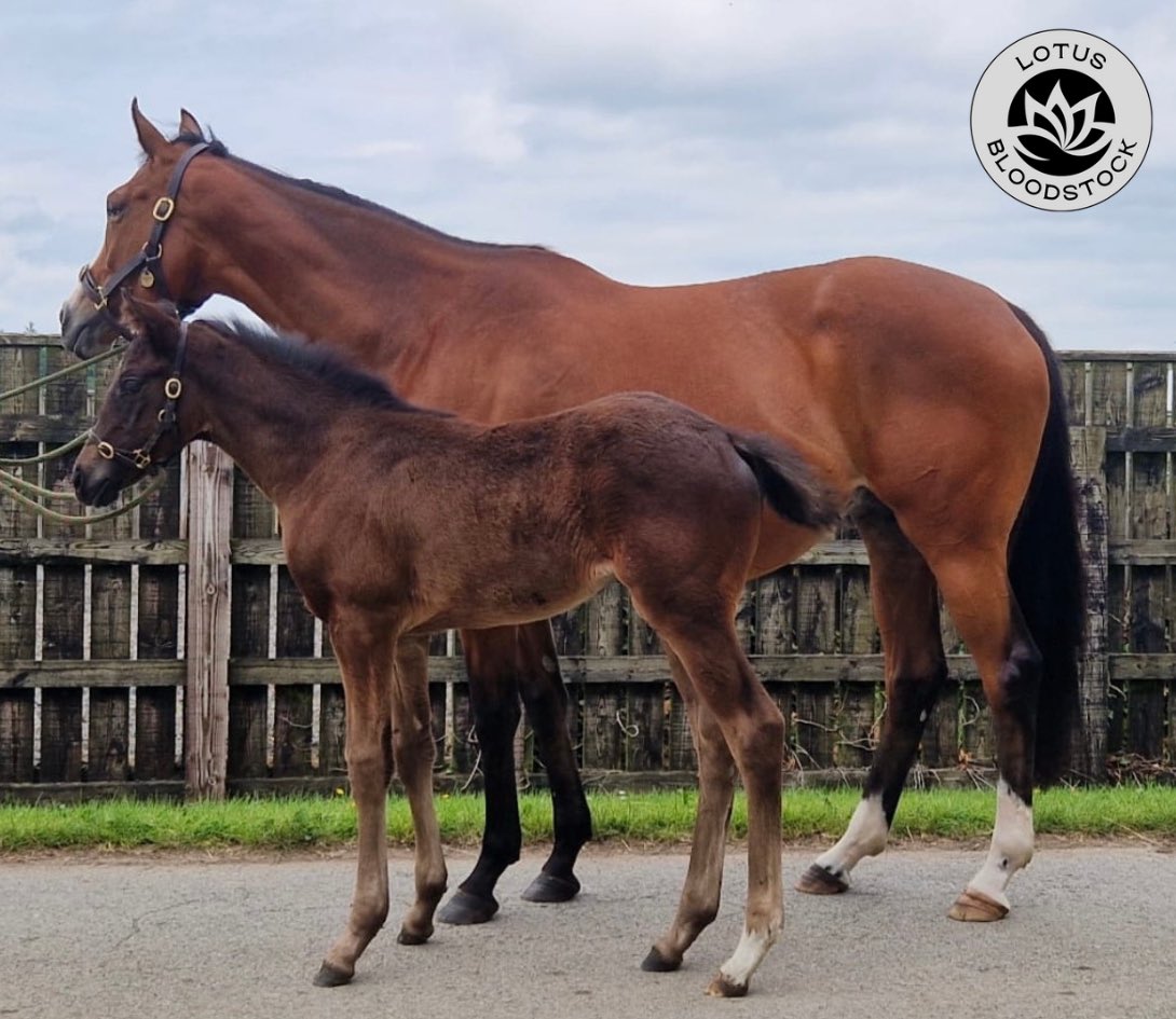 Greek Oasis and her Kodi Bear filly selling today lot 98 <a href="/tatts_online/">Tattersalls Online</a>!