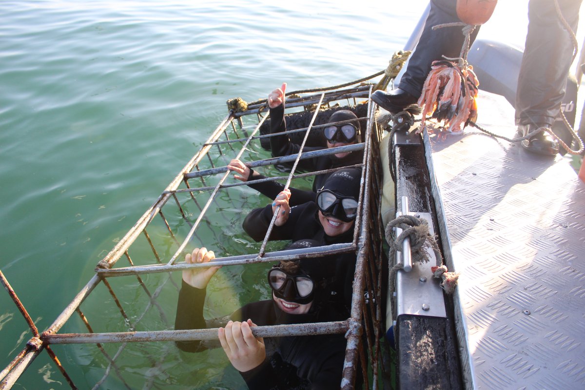 White Shark Projects tweet media