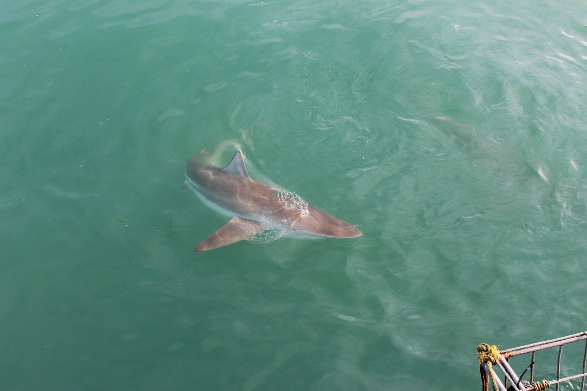 White Shark Projects tweet media