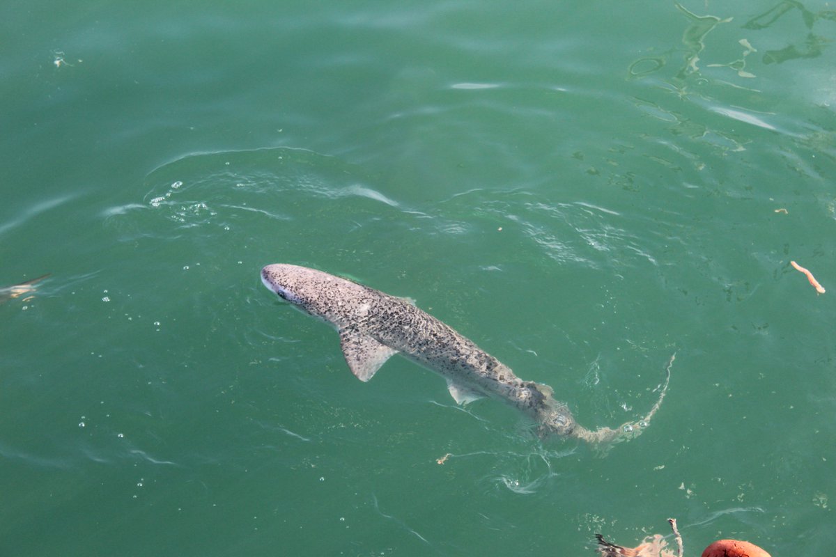 White Shark Projects tweet media