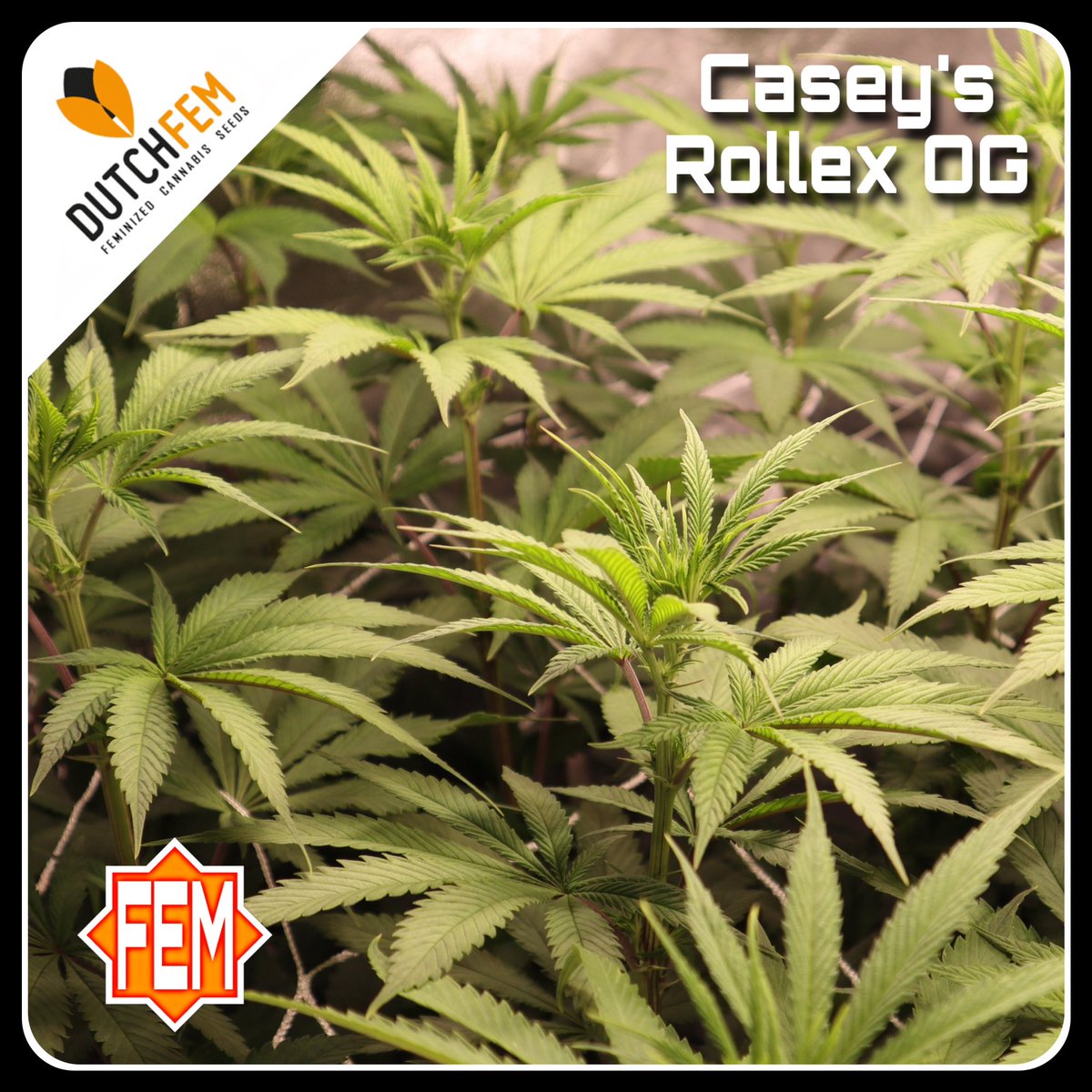 dutchfem's tweet photo. Check out the daily grow updates on this Dutchfem Casey’s Rollex OG on ✖️.com 🌱🔜🪴 by @InWithGrow #dutchfem #caseys #rollex #og #kush #feminized #cannabis #seeds https://t.co/zGRBkM55xX https://t.co/86tTf0XBgn