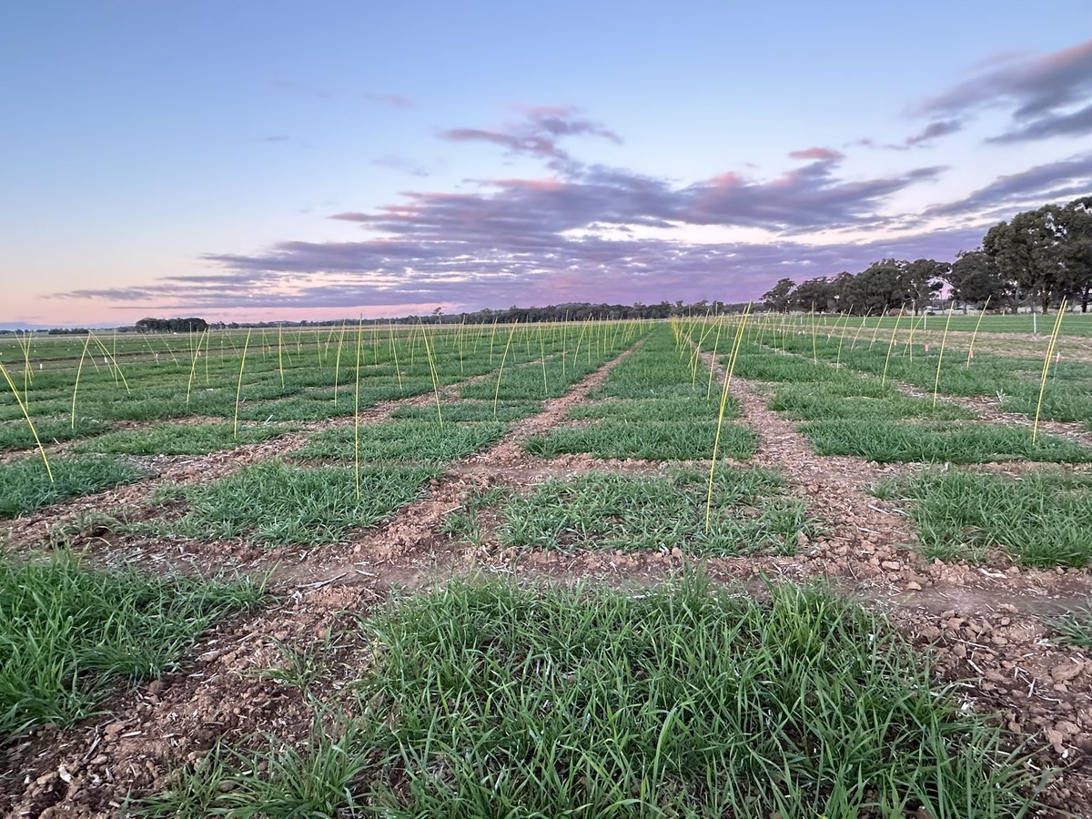 Felicity Harris (@phenologyisfun) on Twitter photo Oh what a feeling…whippy pegs are in & plots ready to score in new <a href="/theGRDC/">GRDC</a> frost projects evaluating physiological & genetic solutions for improved frost tolerance 🌾🥶
Great collaboration with <a href="/CSIRO/">CSIRO</a> <a href="/CharlesSturtUni/">Charles Sturt University</a> <a href="/DPIRDbroadacre/">DPIRD Broadacre - WA Grains & Livestock</a> <a href="/SA_PIRSA/">PIRSA</a> @NSWDPI_AGRONOMY <a href="/agtbreeding/">AGT</a> Oh what a feeling…whippy pegs are in & plots ready to score in new <a href="/theGRDC/">GRDC</a> frost projects evaluating physiological & genetic solutions for improved frost tolerance 🌾🥶
Great collaboration with <a href="/CSIRO/">CSIRO</a> <a href="/CharlesSturtUni/">Charles Sturt University</a> <a href="/DPIRDbroadacre/">DPIRD Broadacre - WA Grains & Livestock</a> <a href="/SA_PIRSA/">PIRSA</a> @NSWDPI_AGRONOMY <a href="/agtbreeding/">AGT</a>