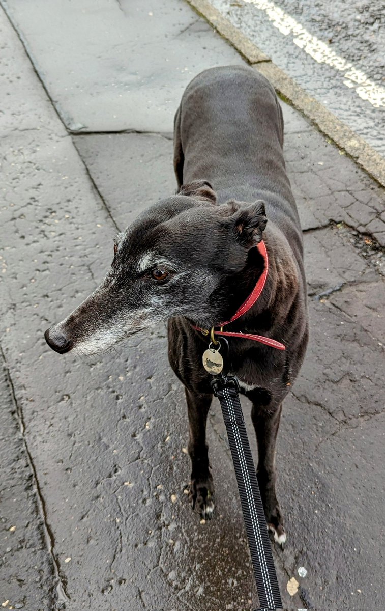 EleanorNess's tweet photo. Shona says: It's raining but don't let that put you off. #dogsatpollingstations #haveyoursay #vote #rememberyourID https://t.co/mwcHkDzLcH