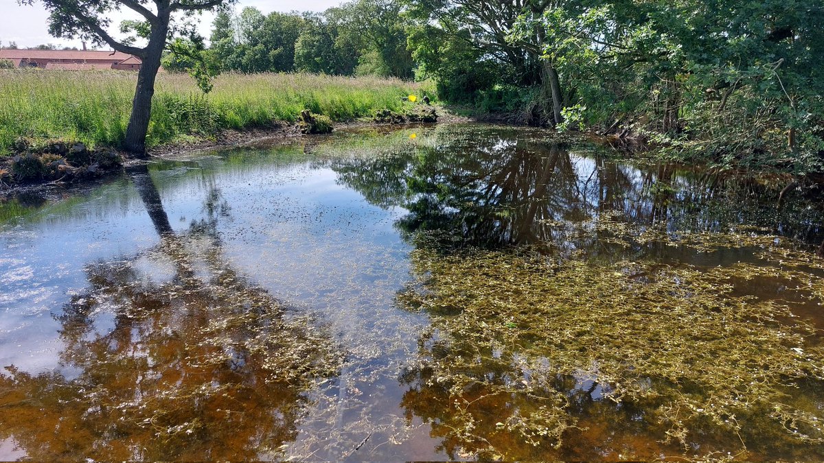 New pond (top) &amp; restored old #pond (bottom) 10 months on in farmland. 15 wetland plants in restored pond &amp; 0 in new pond. We need both to maximise nature recovery. The advantage of restoring old ponds is that #seedbanks give you plants quickly which helps new ponds to colonise