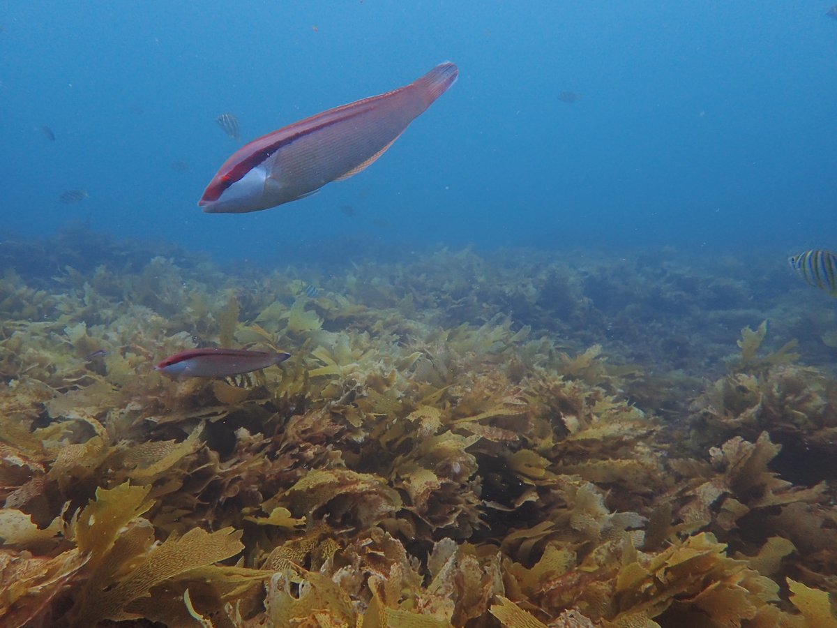 Samuel Starko tweet media