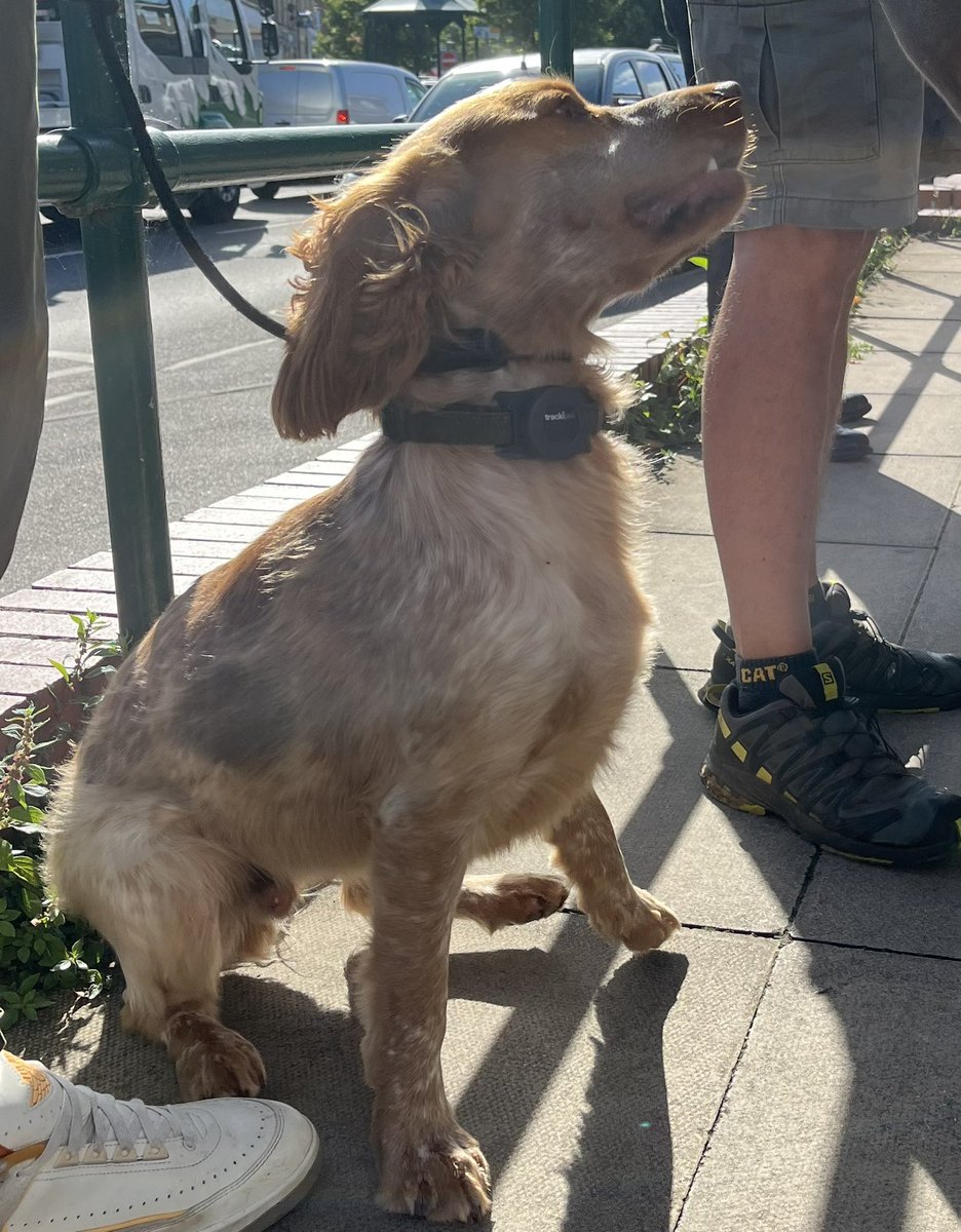 LauraChurchCX's tweet photo. Out in the @letstalkcentral part of North Bedfordshire Constituency. Some lovely dogs at Sandy Library Polling Stations #generalection2024 https://t.co/1YsR8OnR3Z