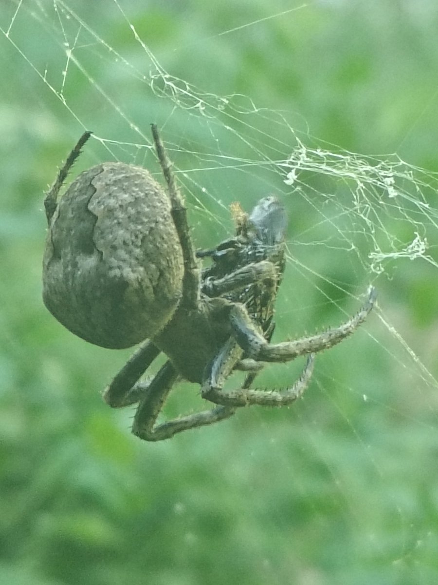 往窗外随便一看，就看到了目前为止我这辈子见过最大的蜘蛛🥴。