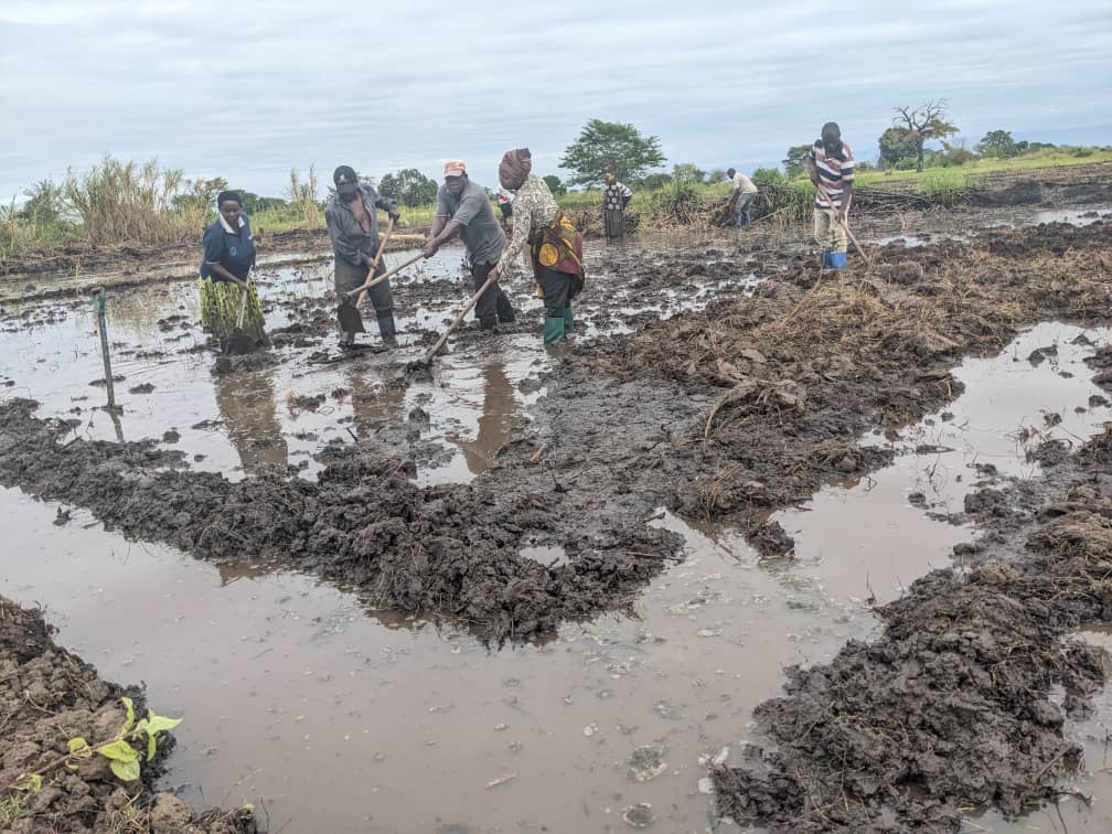 IUCNTanzania's tweet photo. #DYK?
Under #SUSTAINPro farmers are trained on crucial farming methods of System for Rice Intensification (SRI) that ensures an increase in productivity of irrigated rice by changing the management of plants, soil, water and nutrients.
#SustainableAgriculture https://t.co/8iFKZDwDn2