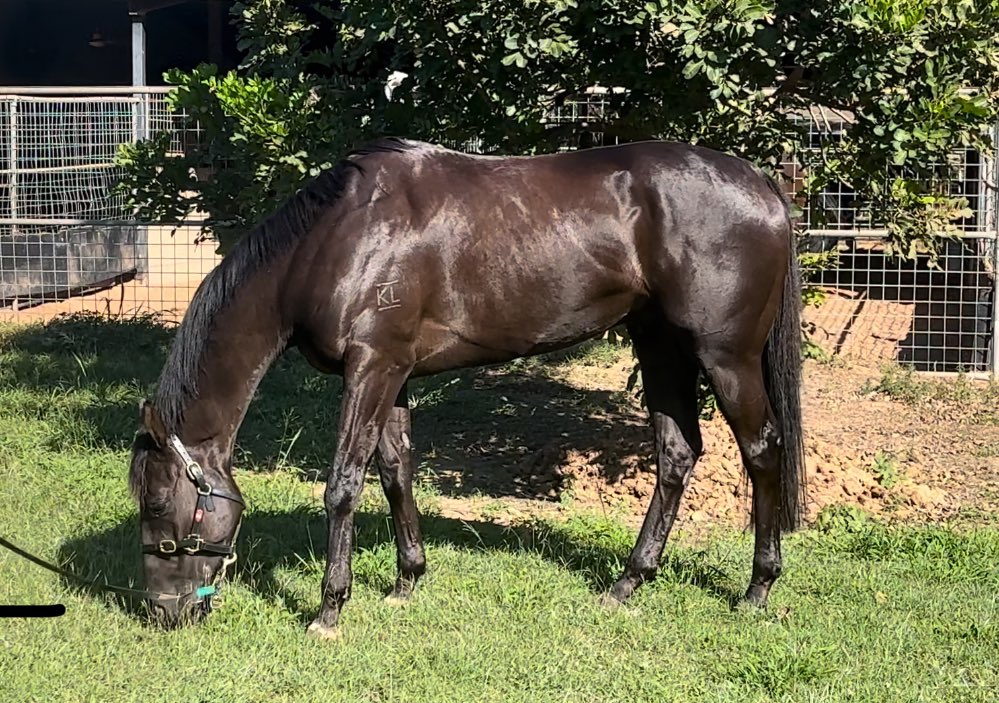 Hadouken living his best life in the Top end