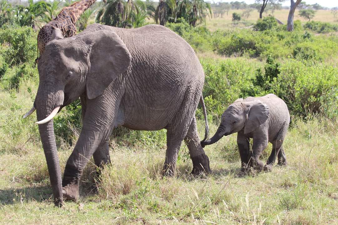 Good morning🇹🇿

#elephant #calf #safari #wildlife
#tanzania #family #discover #travelmoment #safarilife