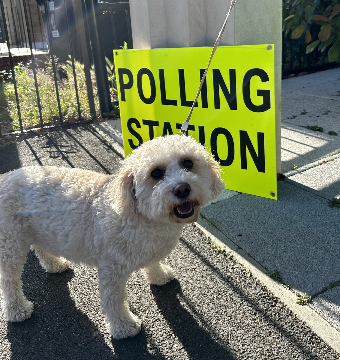 willrostron's tweet photo. Having a lovely time #dogsatpollingstations https://t.co/HUPVuWSpXb