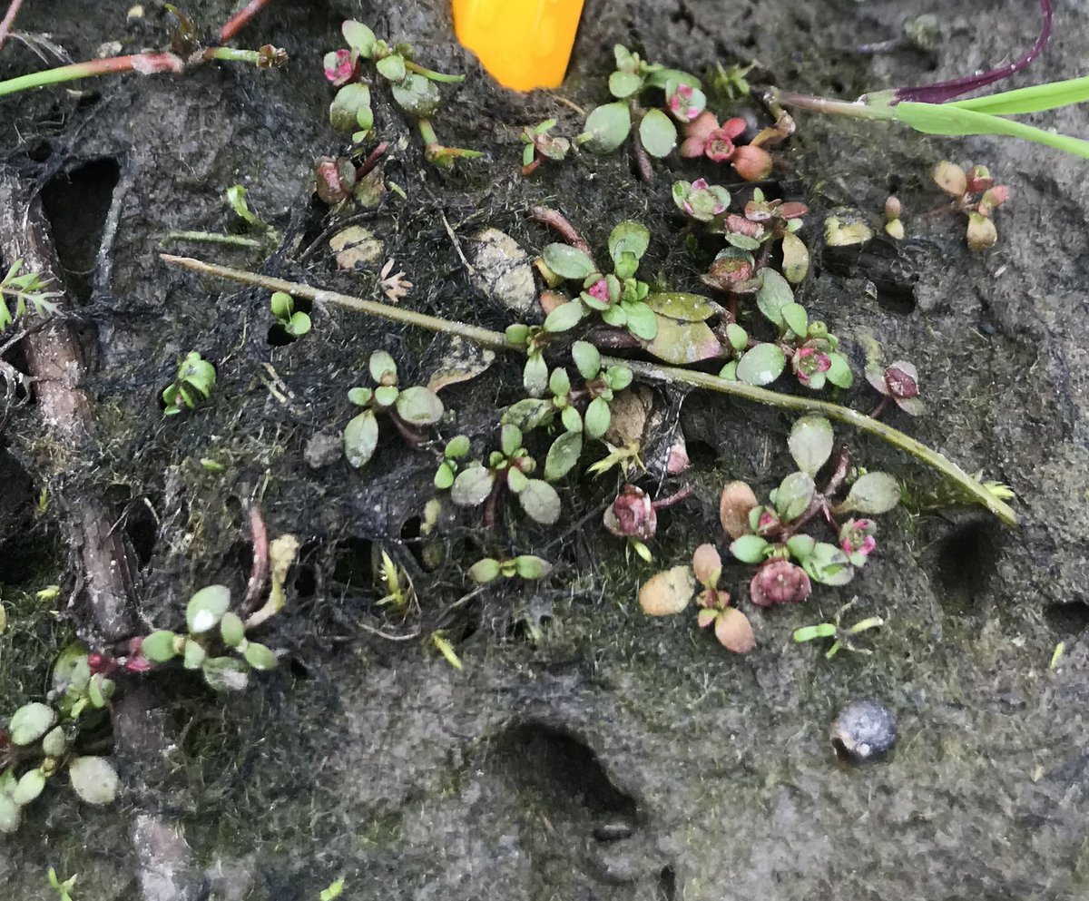 Alex Lowther-Harris (@lowlandwanderer) on Twitter photo Tiny. Beautiful. Things. Floating club rush, lesser marshwort, pillwort and six-stamened waterwort!! All found whilst working at Cors Ddyga! <a href="/BSBIbotany/">BSBI: Botanical Society of Britain & Ireland</a> Tiny. Beautiful. Things. Floating club rush, lesser marshwort, pillwort and six-stamened waterwort!! All found whilst working at Cors Ddyga! <a href="/BSBIbotany/">BSBI: Botanical Society of Britain & Ireland</a>