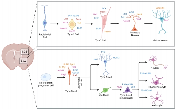STMPUB's tweet image. #adultneurogenesis #brain #neuralstemcell
Adult neurogenesis: a real hope or a delusion?
journals.lww.com/nrronline/full…
