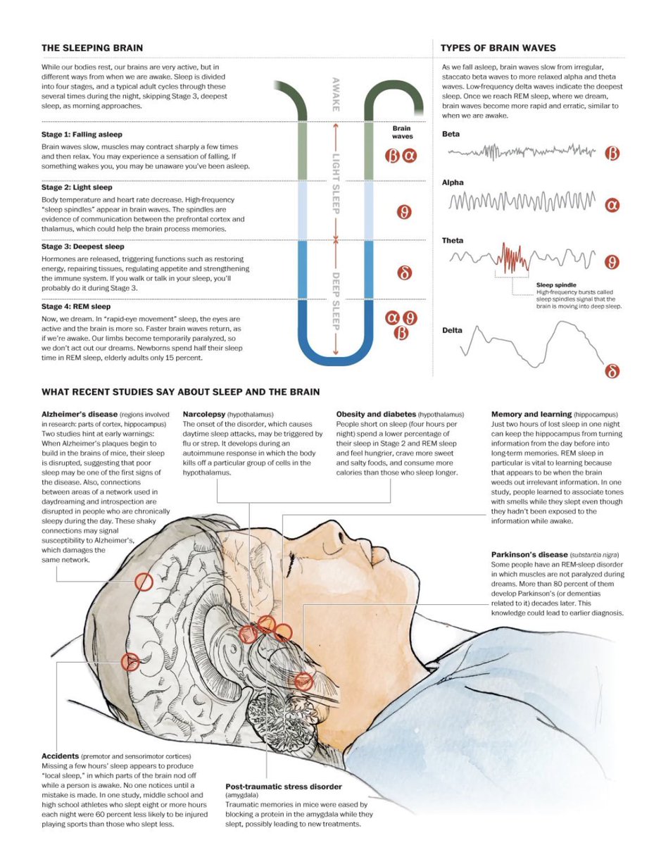The sleeping brain <a href="/ScienceMagazine/">Science Magazine</a> #meded #medx #brain #sleeping