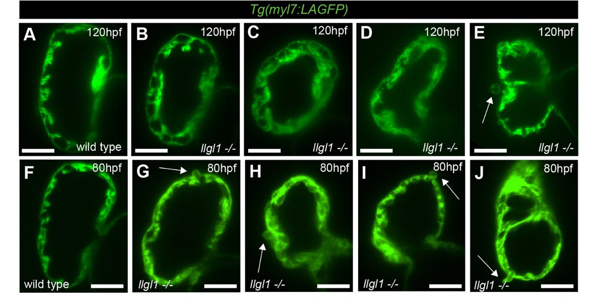 Development tweet media