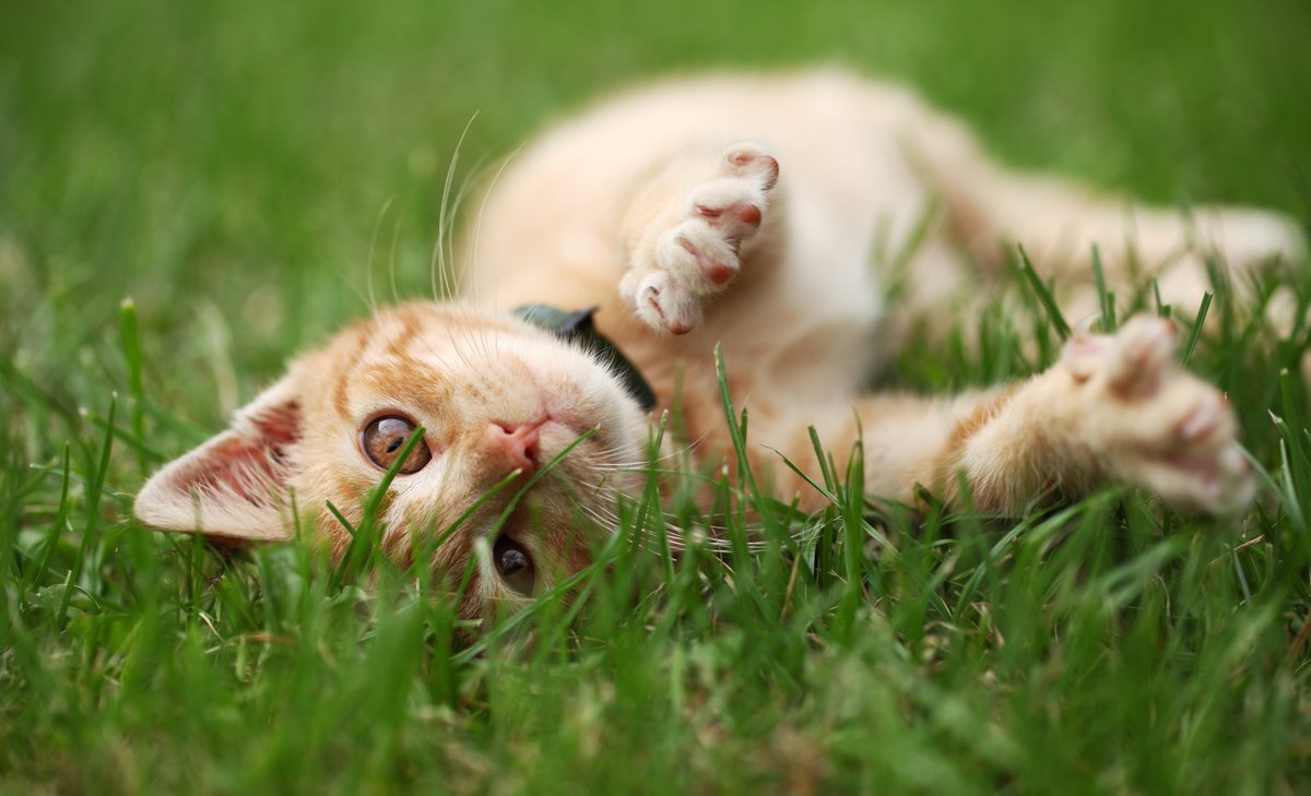 MustiGroup's tweet photo. Summer days are here! Musti Group’s stores are open and welcome pets and their parents all summer long. Stop by at Musti ja Mirri in Finland, Arken Zoo in Sweden and Musti in Norway. Find the store nearest to you and read more: https://t.co/oCz75CocR7 #pets #petparents https://t.co/3Mx69SUmib