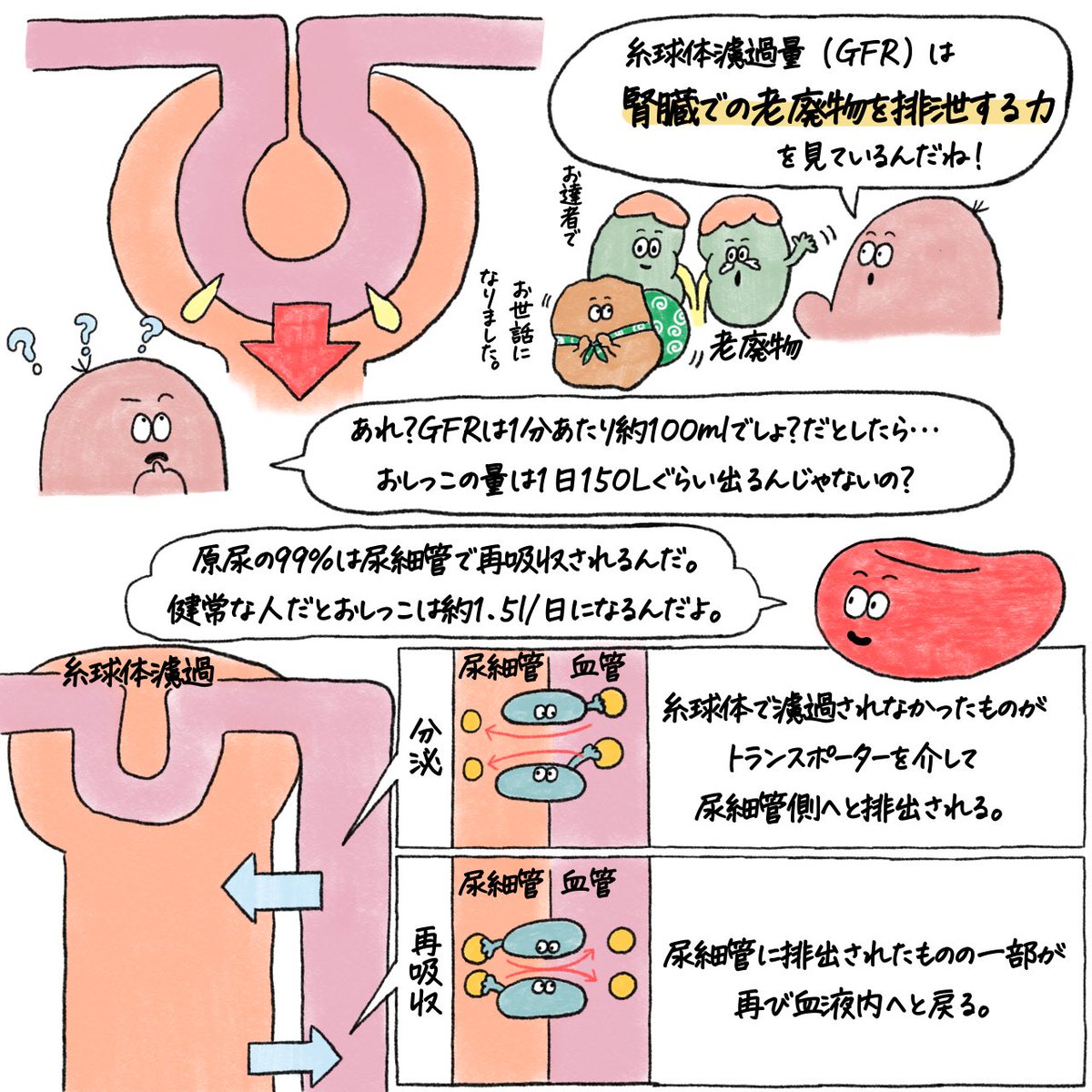 phrokugatsu's tweet photo. eGFR について。
検査値をイラストとゴロで覚える動画もあるから是非見てね！

https://t.co/XAWW0Qxl2O https://t.co/W36MFgLbI5
