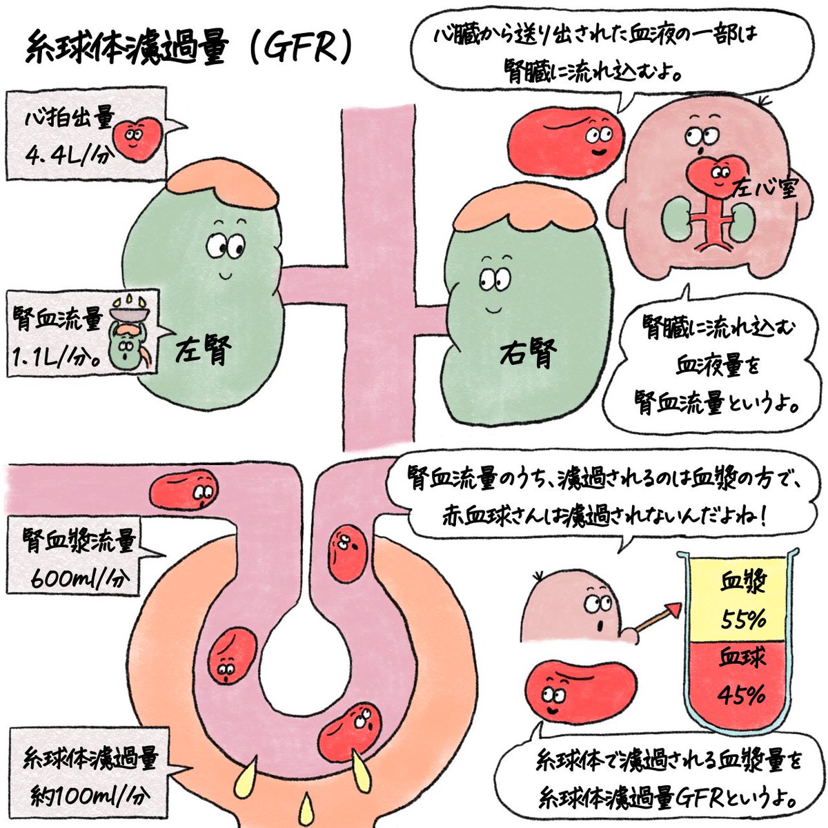 phrokugatsu's tweet photo. eGFR について。
検査値をイラストとゴロで覚える動画もあるから是非見てね！

https://t.co/XAWW0Qxl2O https://t.co/W36MFgLbI5
