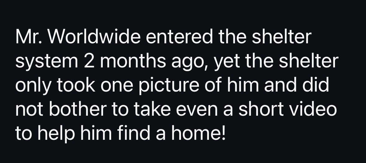 venetianblonde's tweet photo. Mr. Worldwide's story is here. A whole New York City neighborhood came together to save this dog. Unfortunately, they took him to the local shelter trusting that @NYCACC would find him a good home. Instead ACC kill commanded him.
Rescue him now, PLEASE. Pledge, foster, adopt.
RT https://t.co/AvRs229gvT