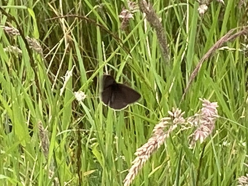 Donald Luke Opitz tweet media