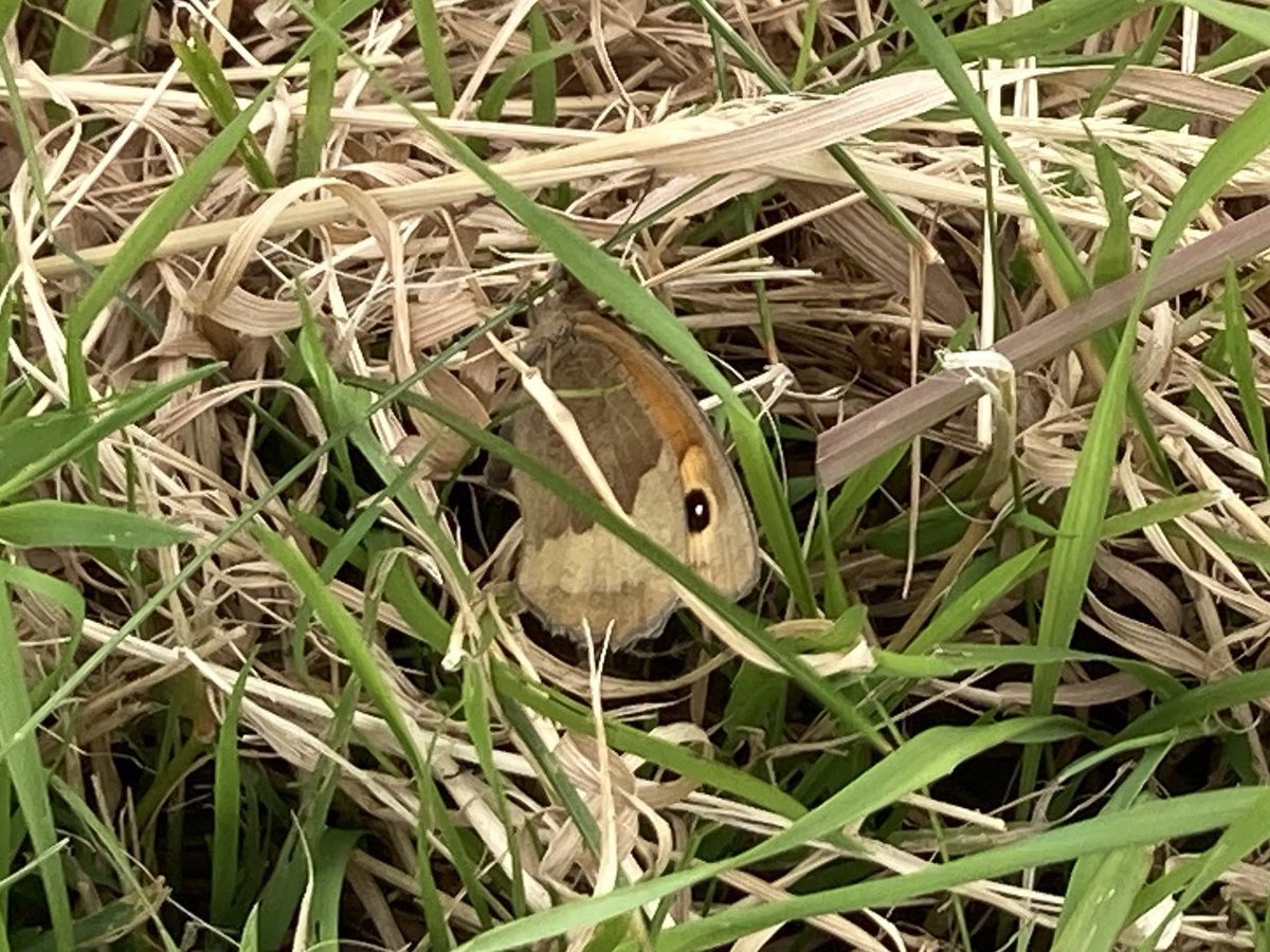 Donald Luke Opitz tweet media