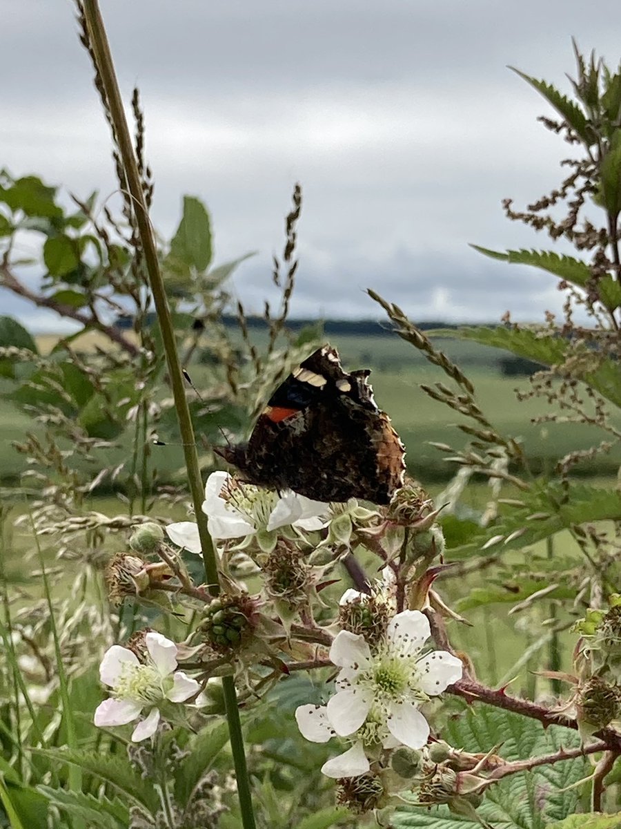 Donald Luke Opitz tweet media