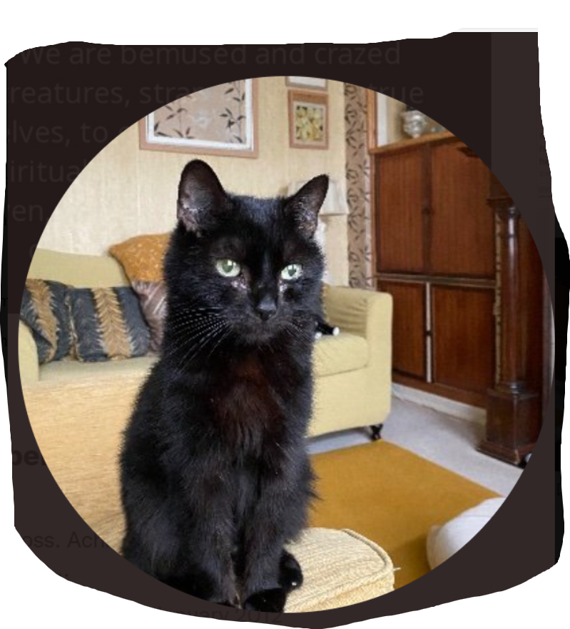 westerby1's tweet photo. #dogsatpollingstations Someone, please start a #CatsNotAtPollingStations hashtag showing all your feline friends just chillin' at home and not giving a 💩, as usual! I'd do it but, sadly, no longer have any cats. But here are my last two. https://t.co/UT4aCNULqh