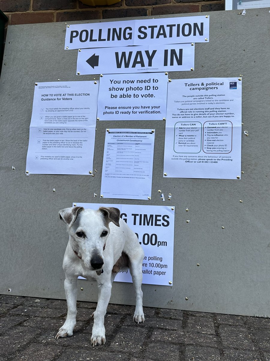 A bonus trip to the polling station for 18 years old George. He is enjoying being old enough to exercise his right to vote! Age is catching up with him unfortunately so we are making the most of trips out like this with him! #dogsatpollingstations #Election2024 #dogstrust